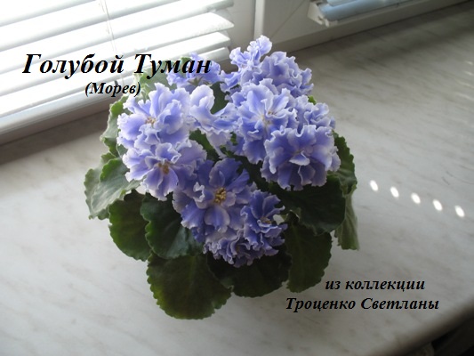 Копия Голубой Туман.jpg