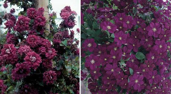 clematis-viticella.jpg