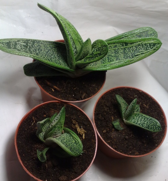 Little warty.jpg