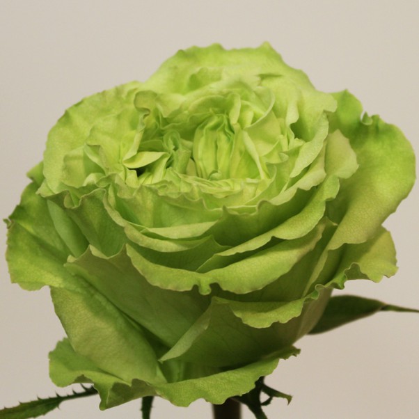 SuperGreen1.jpg