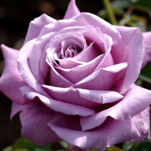 blue_parfum01-500x500.jpg