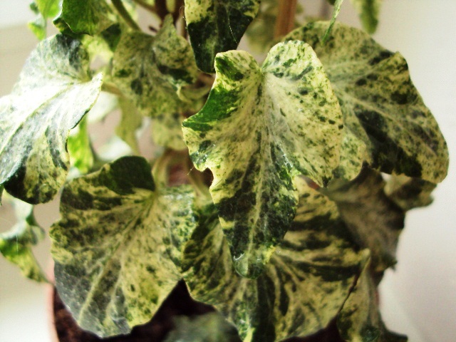 Hedera Caleidoscope.JPG