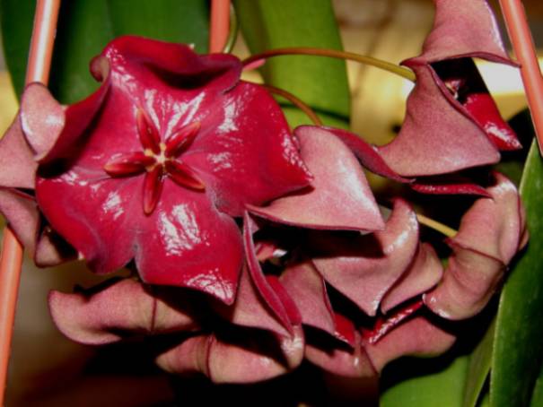 Hoya megalaster..jpg