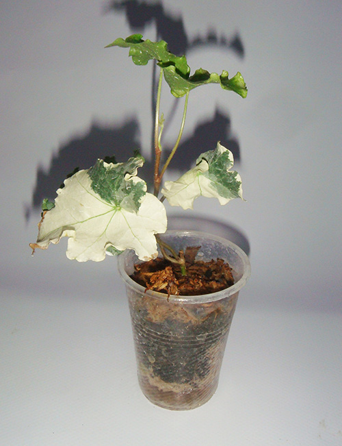 DSC02930.jpg