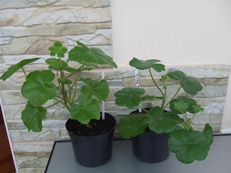 plushch-rastenia.jpg