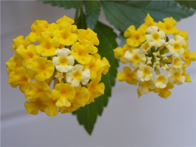 лимонная.jpg