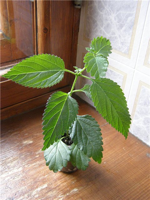 лантана сиреневая.jpg
