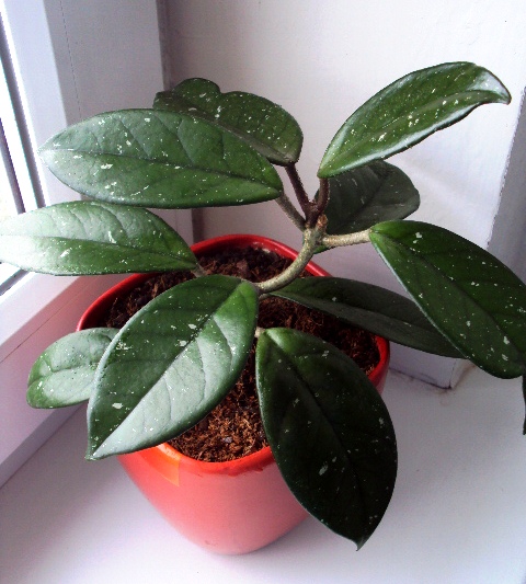 Hoya carnosa1.jpg