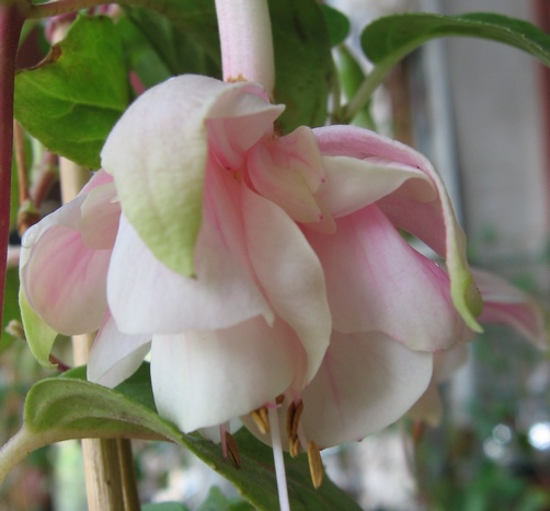 Pink M.1.jpg