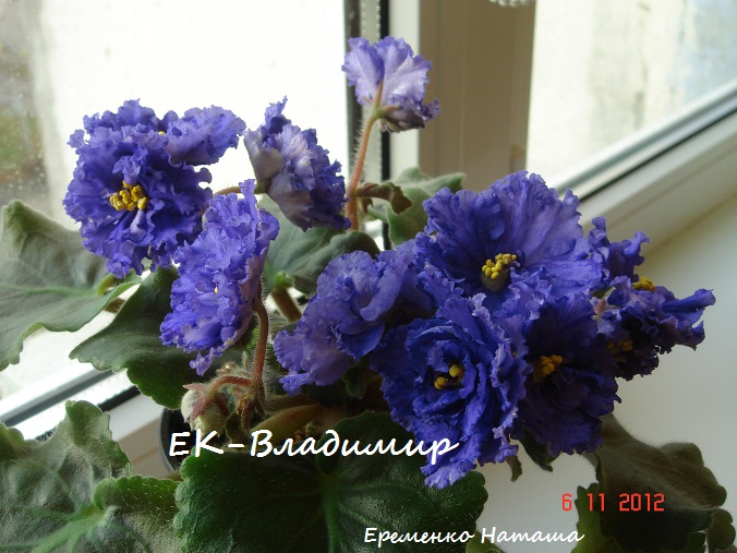 ЕК-Владимир.jpg