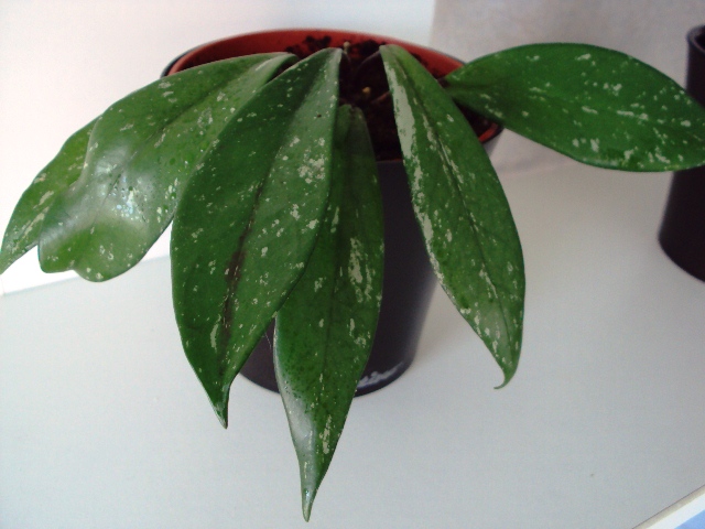 Hoya pubicalyx 'Royal Hawaiian Purple' 3 узла.jpg