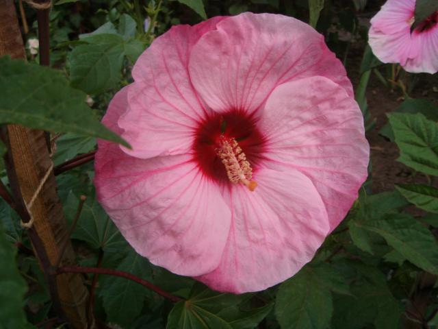 S73F4513.jpg
