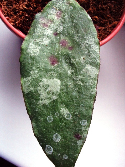 Hoya caudata Splash1.JPG