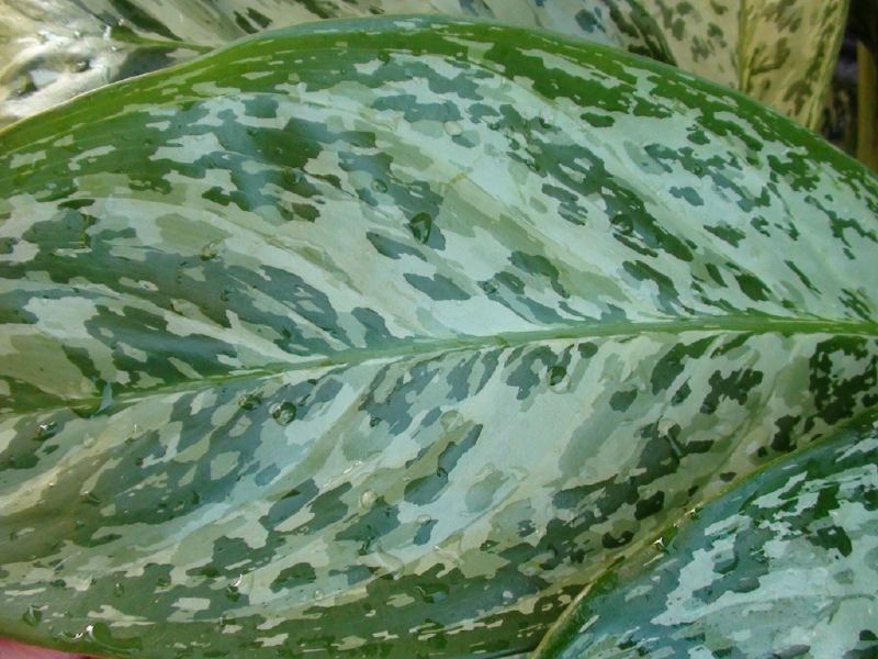 Aglaonema Green Light лист.jpg