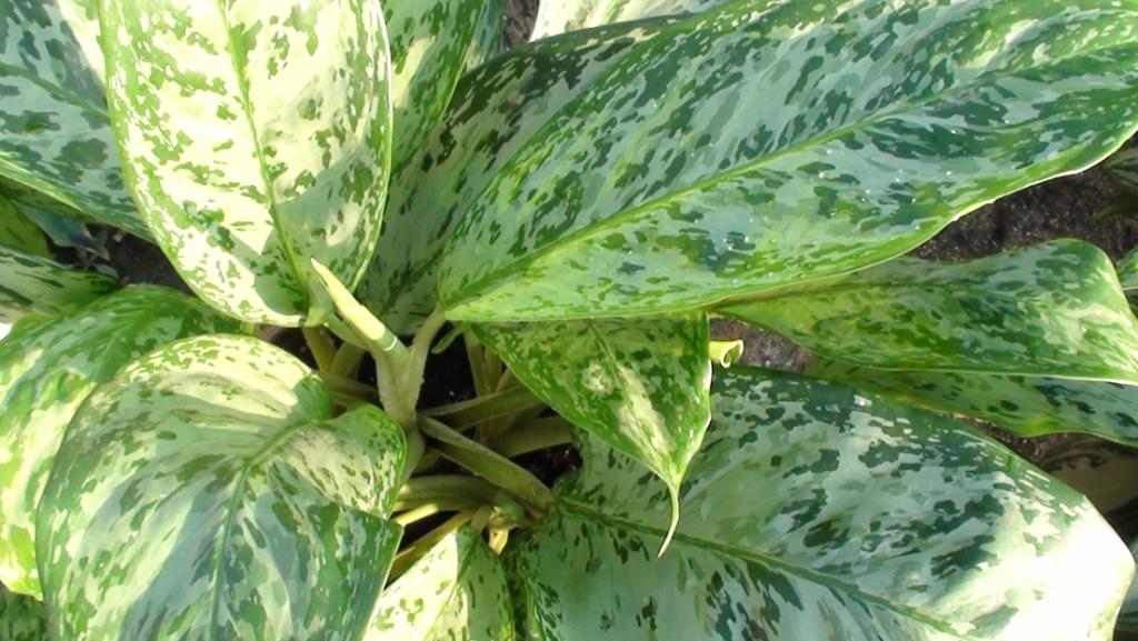 Aglaonema Green Light.jpg