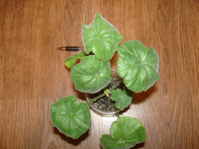 DSC00044.JPG