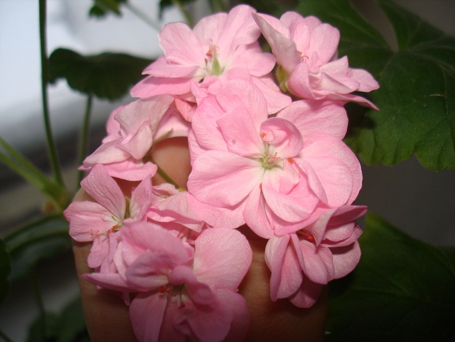 DSC00112.JPG