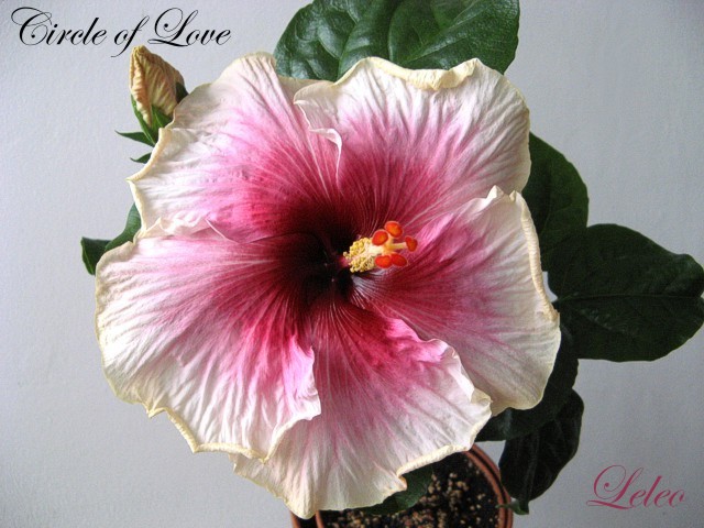 Circle of Love 2.jpg