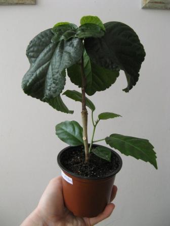 Tahitian Cherry Blossom 1.JPG