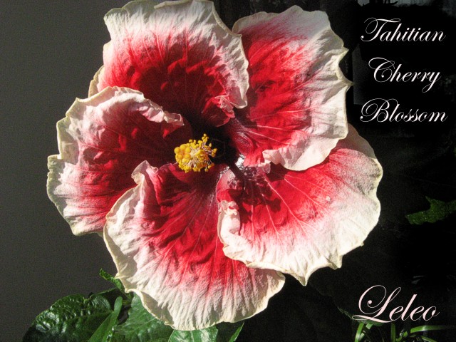 Tahitian Cherry Blossom.jpg