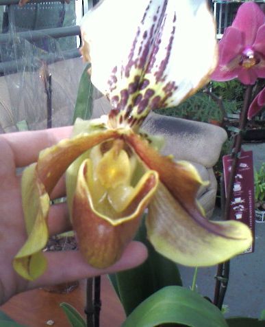 SP_A0460.jpg