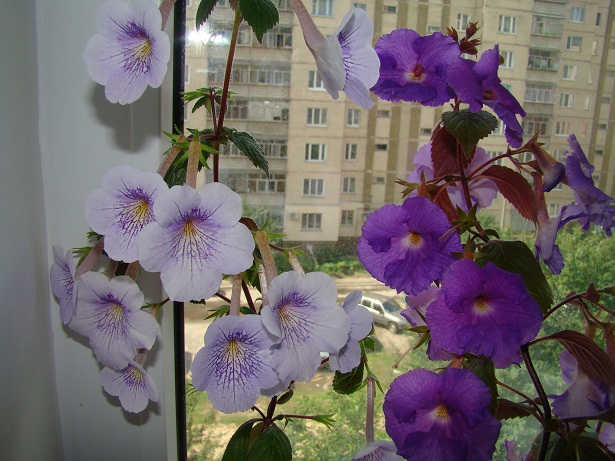 DSC02479.JPG