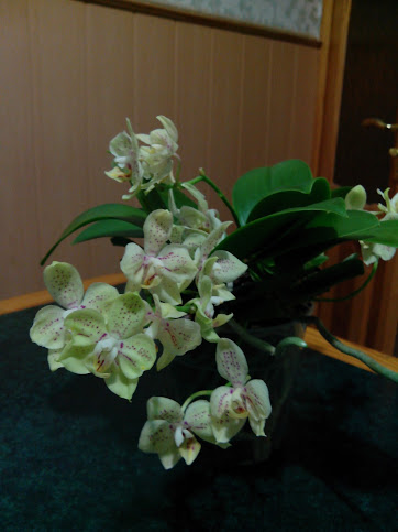 IMG_20130222_213237.jpg