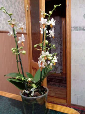 IMG_20130222_213137.jpg