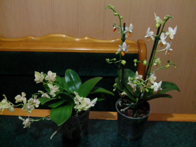 IMG_20130222_212332.jpg