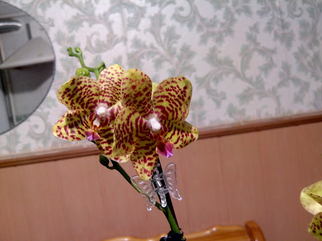IMG_20130214_231922.jpg