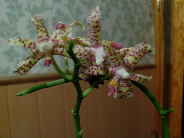 IMG_20130214_231802.jpg
