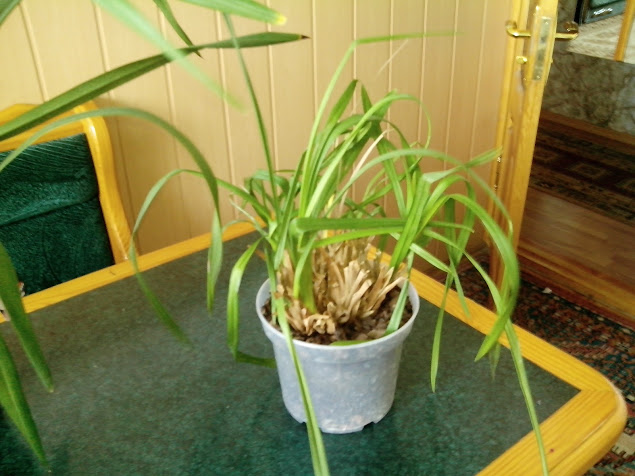 IMG_20130217_125705.jpg