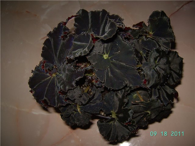 Black Fang.jpg