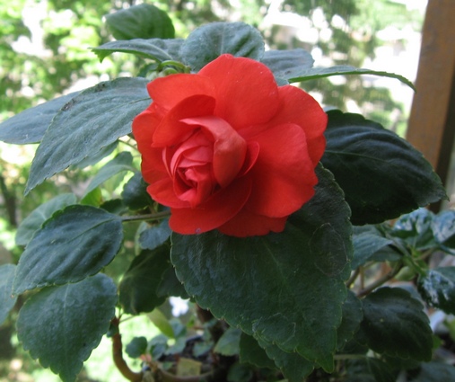 Ch.Red2.jpg