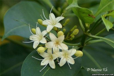 fagraea_fragrans 1.jpg