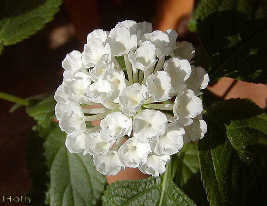 P1010223-1.jpg