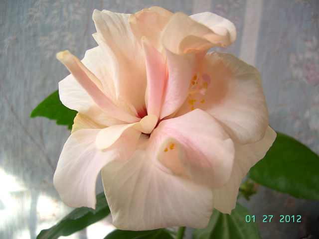 getImage (3).jpg