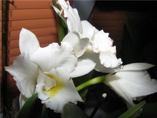 белая катлея.jpg