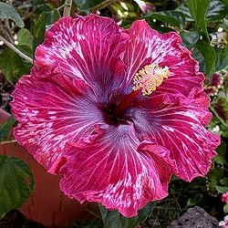 Tahitian Purple Splendor.jpg