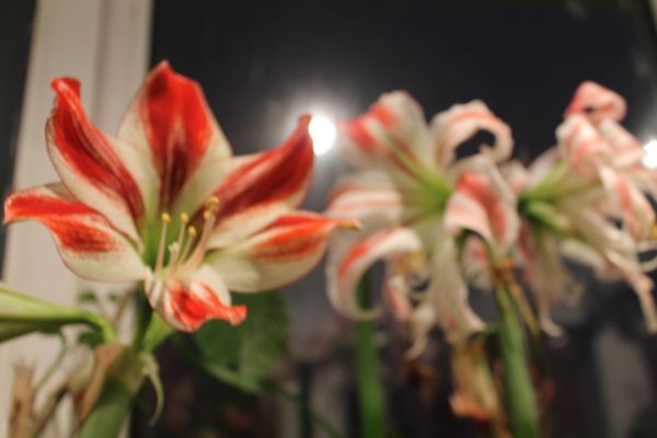 IMG_9602.jpg