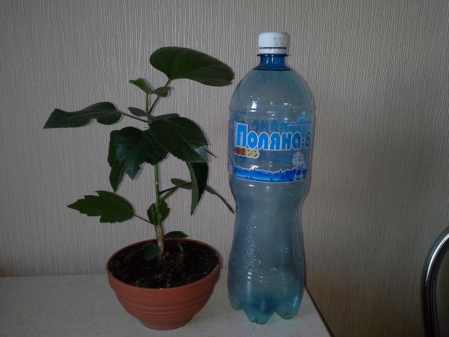 гиб1.jpeg