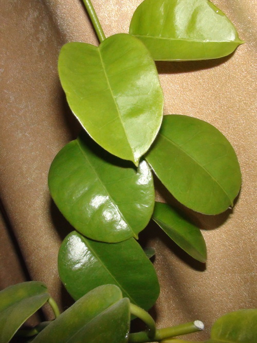 DSC00020.JPG