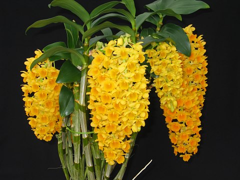 Dendrobiumdensiflorum.jpg
