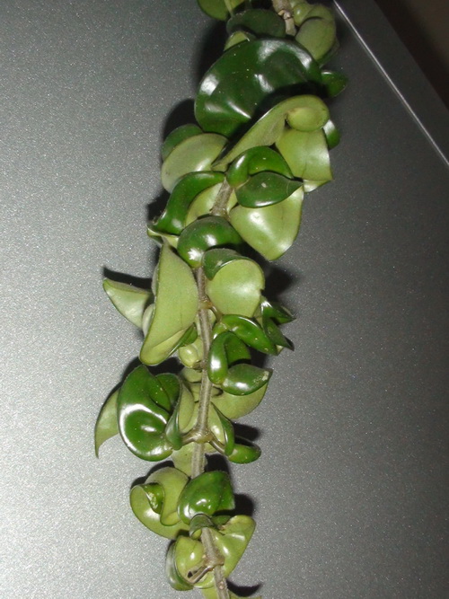 DSC00077.JPG