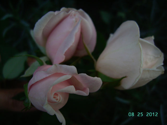 getImage (70).jpg