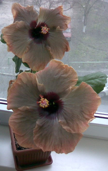 Image-3.jpg