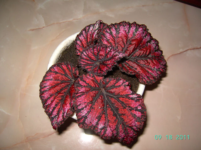 Venetian Red.jpg