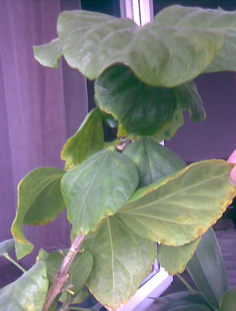 Image003.jpg