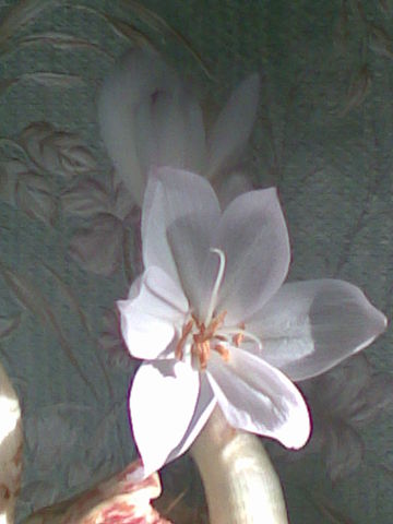 getImage (95).jpg