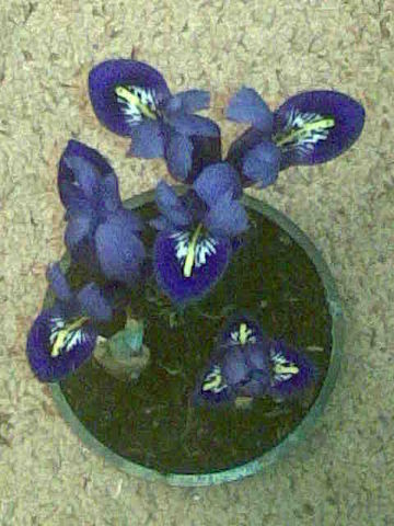 getImage (87).jpg